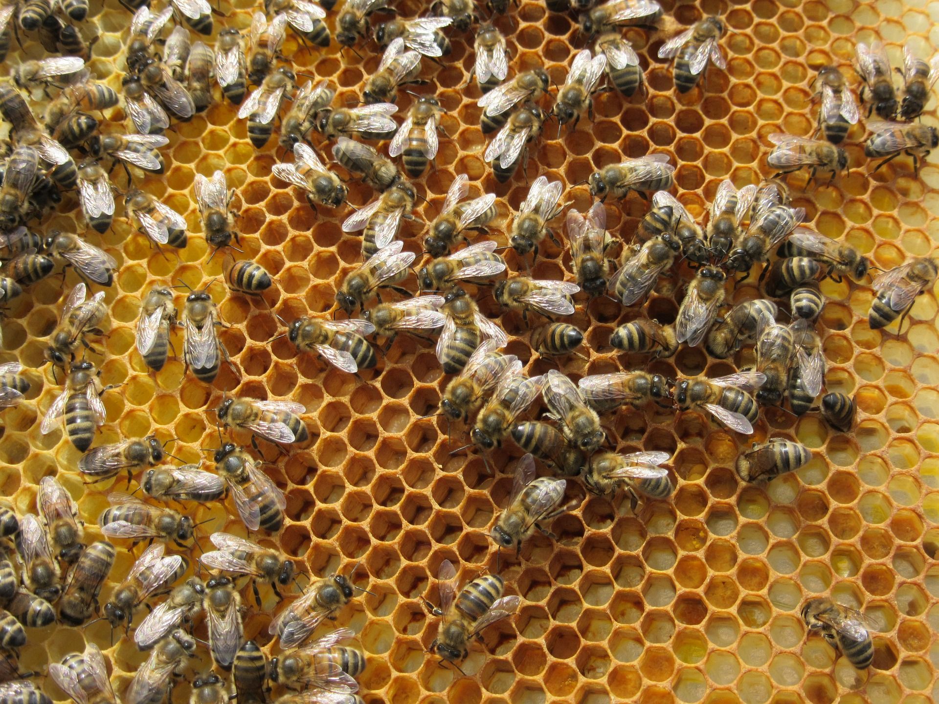Bees on Honey Comb
